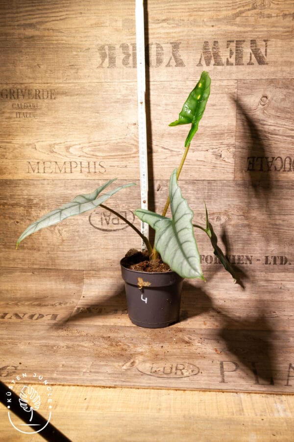 Alocasia heterophylla ‚Dragon‘s Breath‘ 004 WYSIWYG – Bild 2