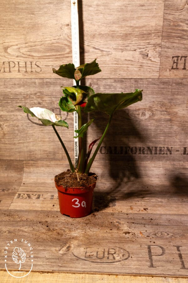 Syngonium strawberry ice 003A WYSIWYG – Bild 3