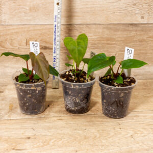 (A. papi "Daniel" x besseae aff) X Self WYSIWYG