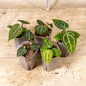 Anthurium Michelle X (A. Dark Mama x Michelle)