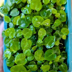 A. Michelle X (A. Dark Mama x Michelle) Seedling