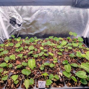 A. Michelle X (A. Dark Mama x Michelle) Seedling