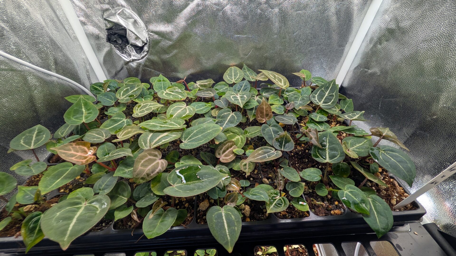 Anthurium Michelle X (A. Dark Mama x Michelle)