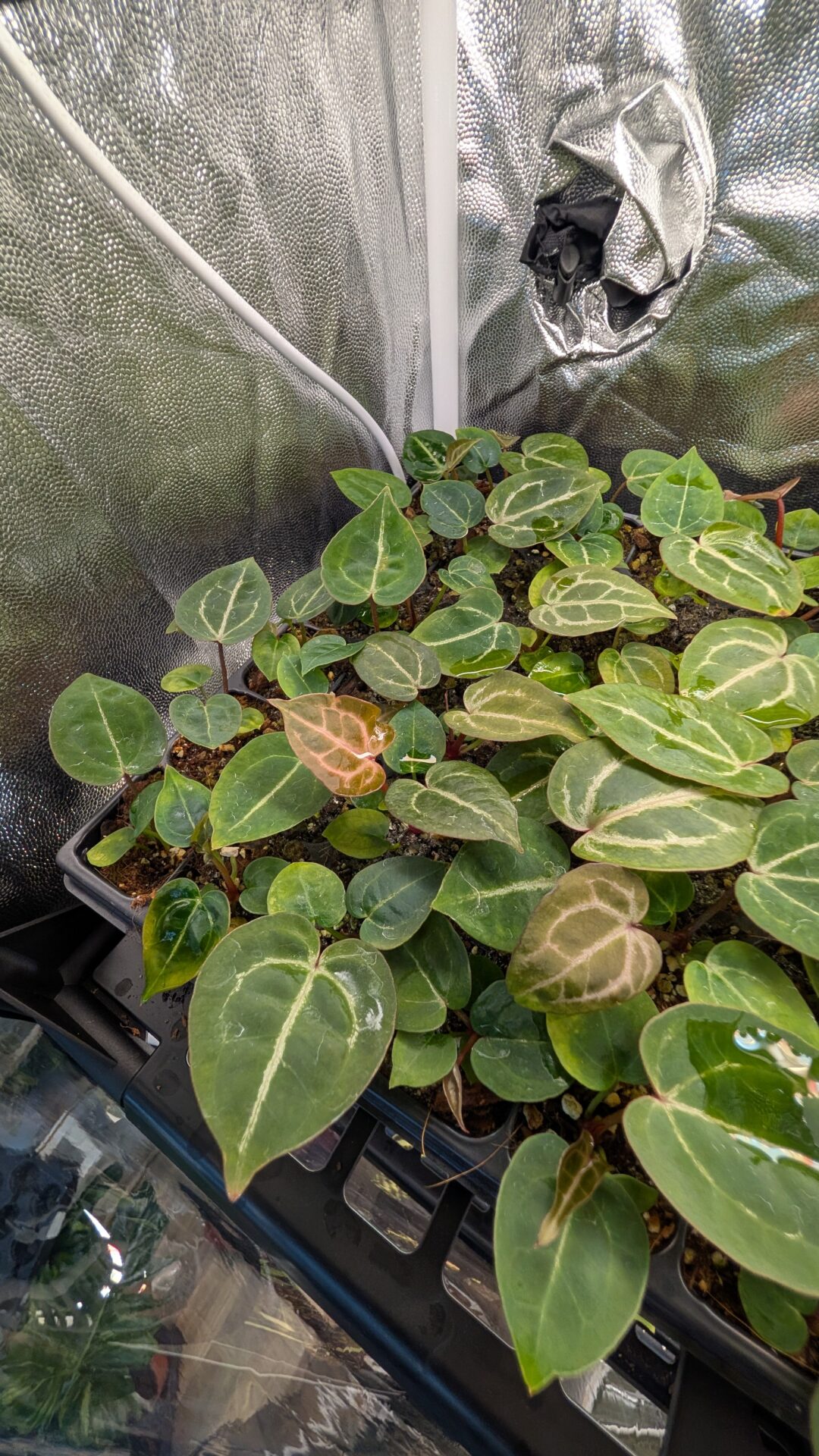 Anthurium Michelle X (A. Dark Mama x Michelle) – Bild 2