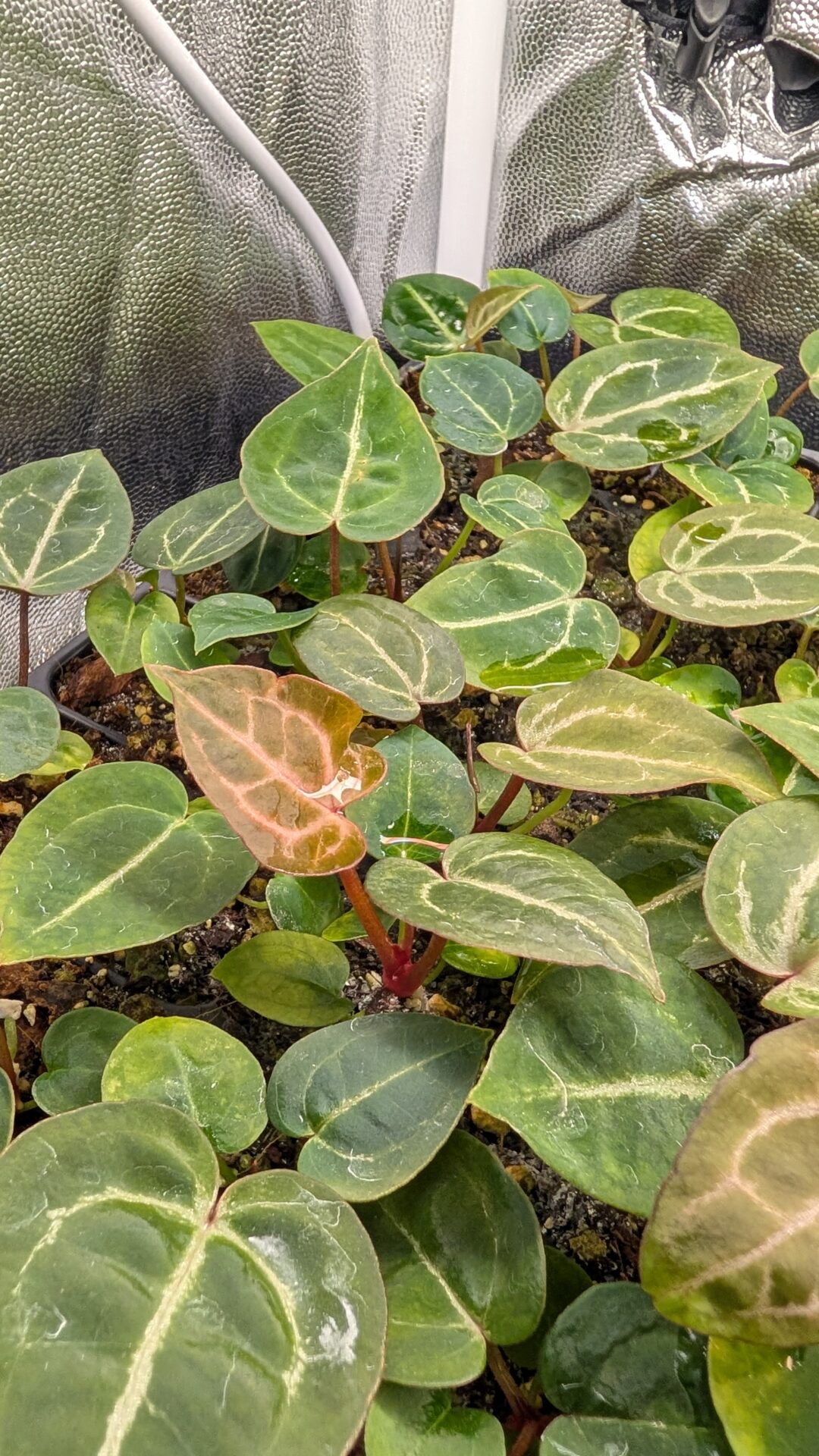 Anthurium Michelle X (A. Dark Mama x Michelle) – Bild 3