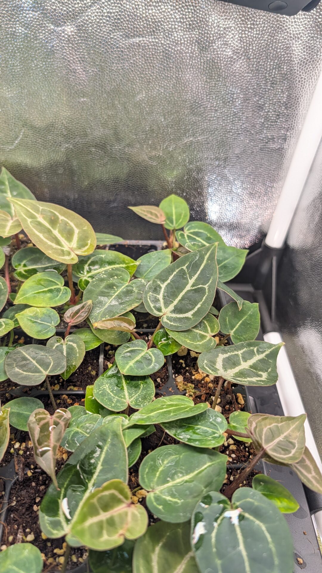 Anthurium Michelle X (A. Dark Mama x Michelle) – Bild 4