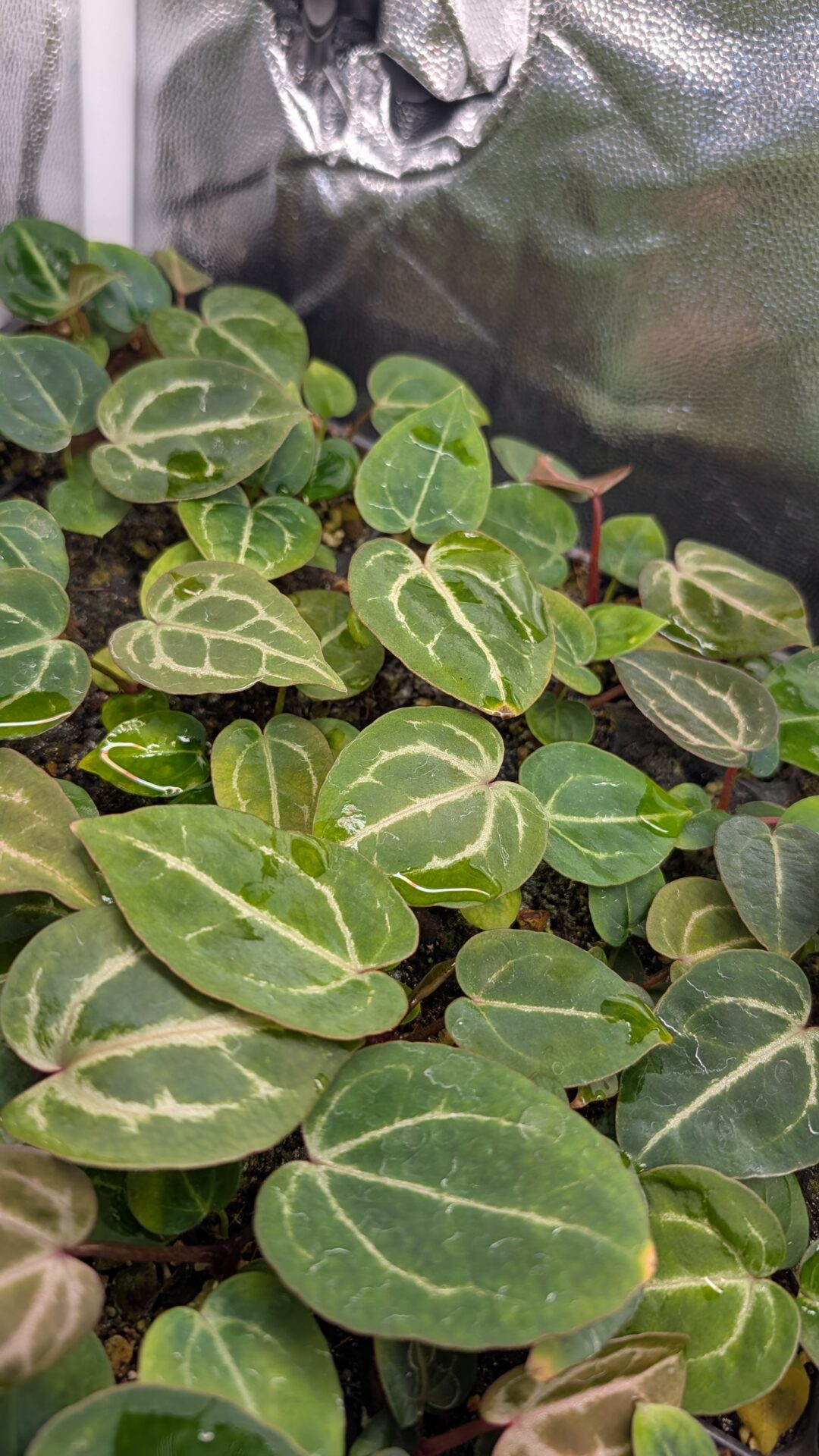 Anthurium Michelle X (A. Dark Mama x Michelle) – Bild 5