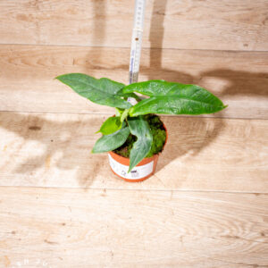 Alocasia sulawesi green carpet 002 WYSIWYG