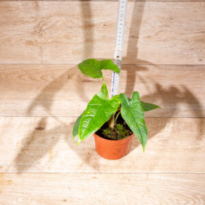 Alocasia sulawesi green carpet 003 WYSIWYG