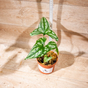 Cercestis mirabilis 003 WYSIWYG