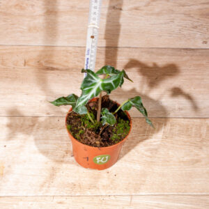 Alocasia loco 001 WYSIWYG