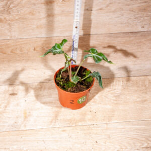 Alocasia loco 002 WYSIWYG