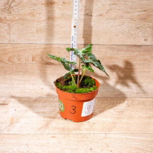 Alocasia loco 003 WYSIWYG