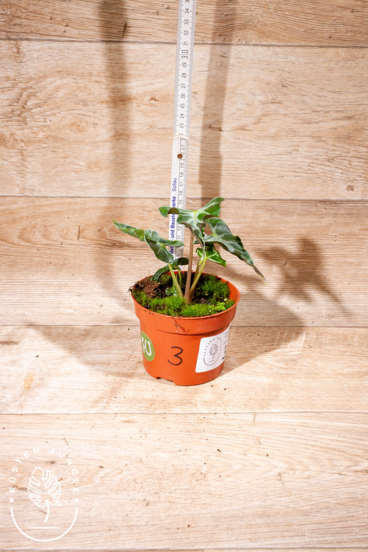 Alocasia loco 003 WYSIWYG