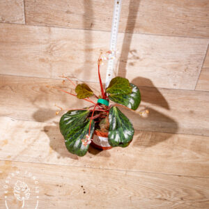 Begonia blancii mottled 001 WYSIWYG