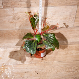 Begonia blancii mottled 002 WYSIWYG