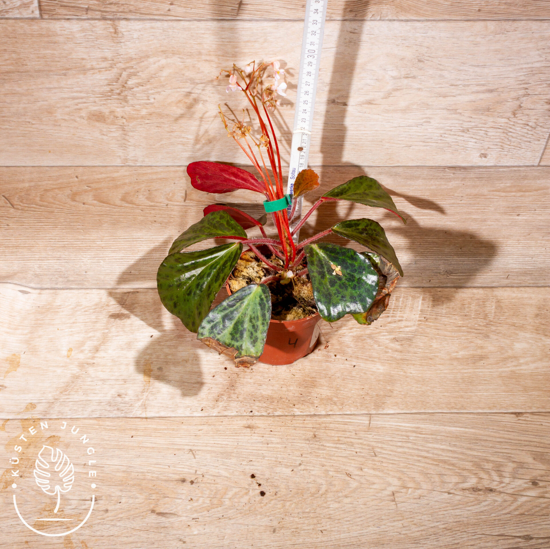 Begonia blancii mottled 004 WYSIWYG