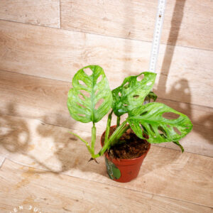 Monstera adansonii mint 001 WYSIWYG