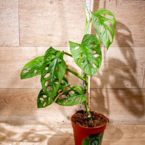 Monstera adansonii mint 002 WYSIWYG