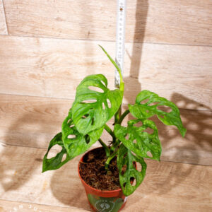 Monstera adansonii mint 003 WYSIWYG
