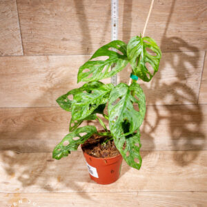 Monstera adansonii mint 006 WYSIWYG
