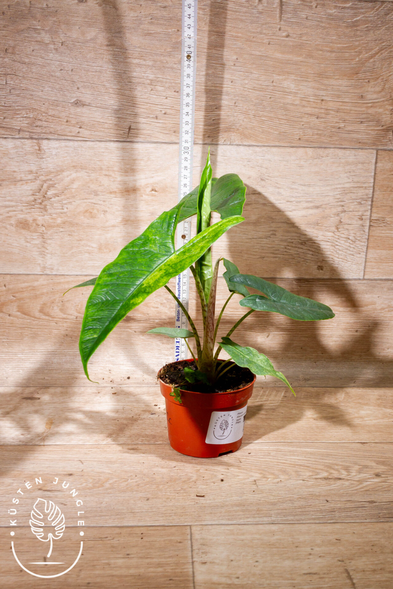 Alocasia sulawesi green carpet variegata 002 WYSIWYG – Bild 2