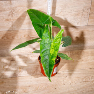 Alocasia sulawesi green carpet variegata 002 WYSIWYG