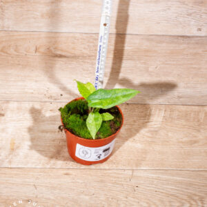 Alocasia sulawesi green carpet variegata 003 WYSIWYG