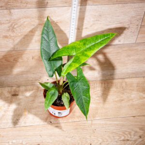 Alocasia sulawesi green carpet variegata 004 WYSIWYG