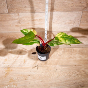 Philodendron strawberry shake 003 WYSIWYG