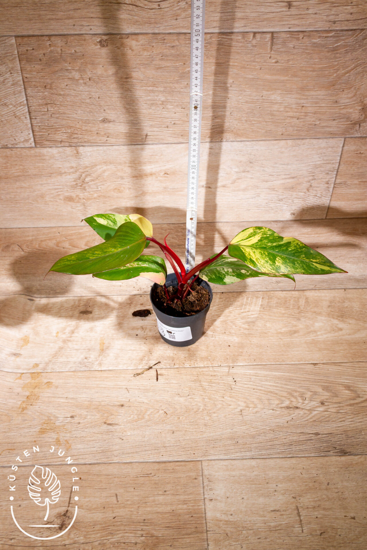 Philodendron strawberry shake 003 WYSIWYG