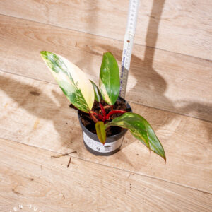 Philodendron strawberry shake 004 WYSIWYG