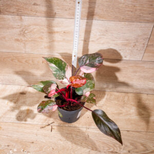 Philodendron pink princess galaxy 001 WYSIWYG