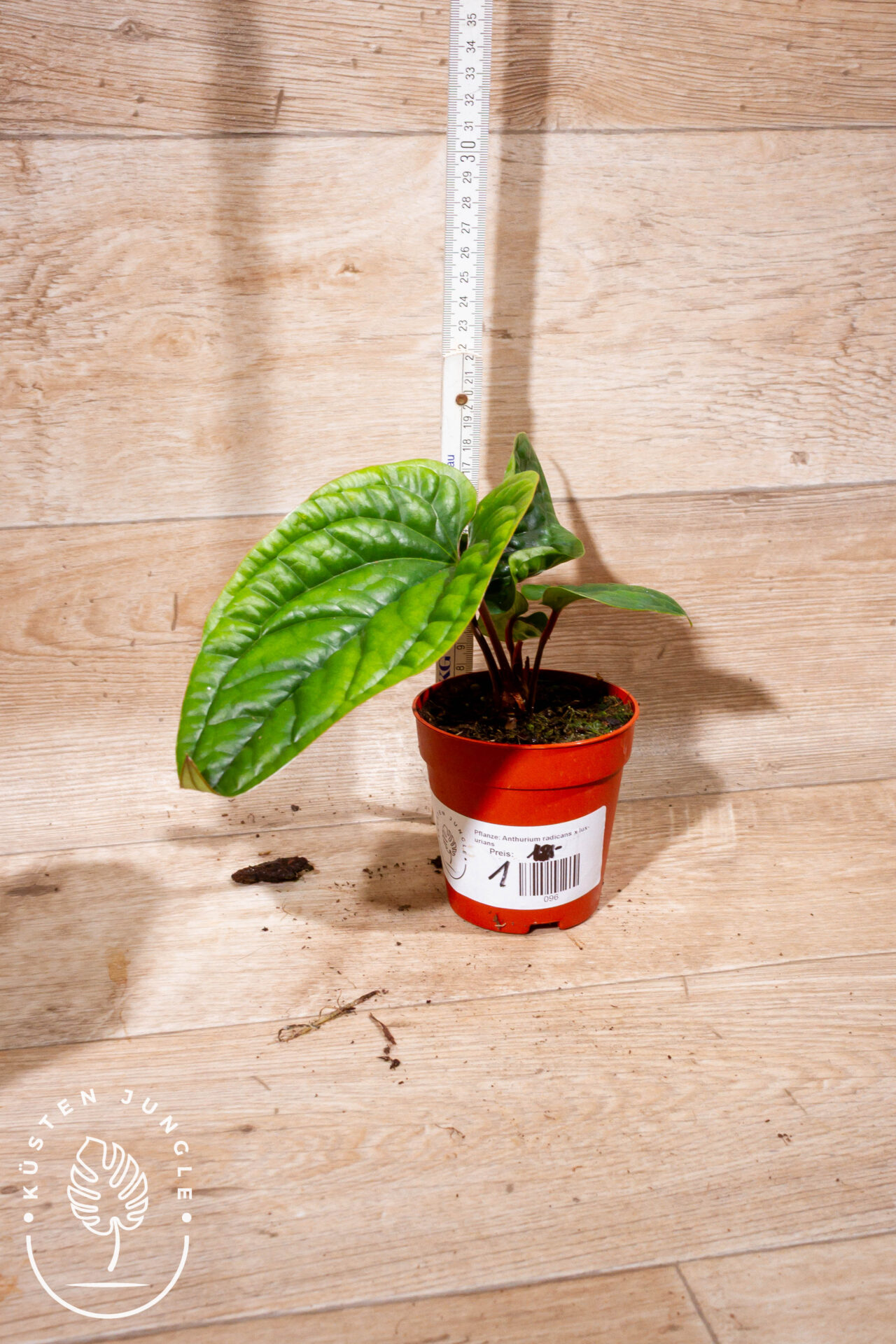 Anthurium luxurians x radicans 001 WYSIWYG - Image 2