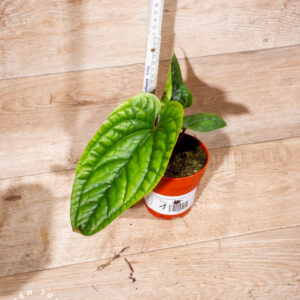 Anthurium luxurians x radicans 001 WYSIWYG