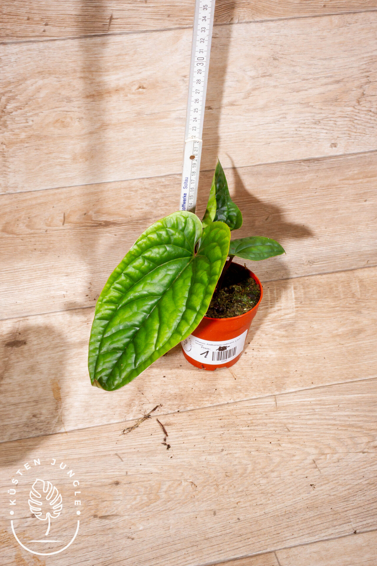 Anthurium luxurians x radicans 001 WYSIWYG