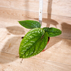 Anthurium luxurians x radicans 002 WYSIWYG