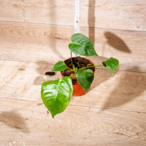 Anthurium veitchii 001 WYSIWYG