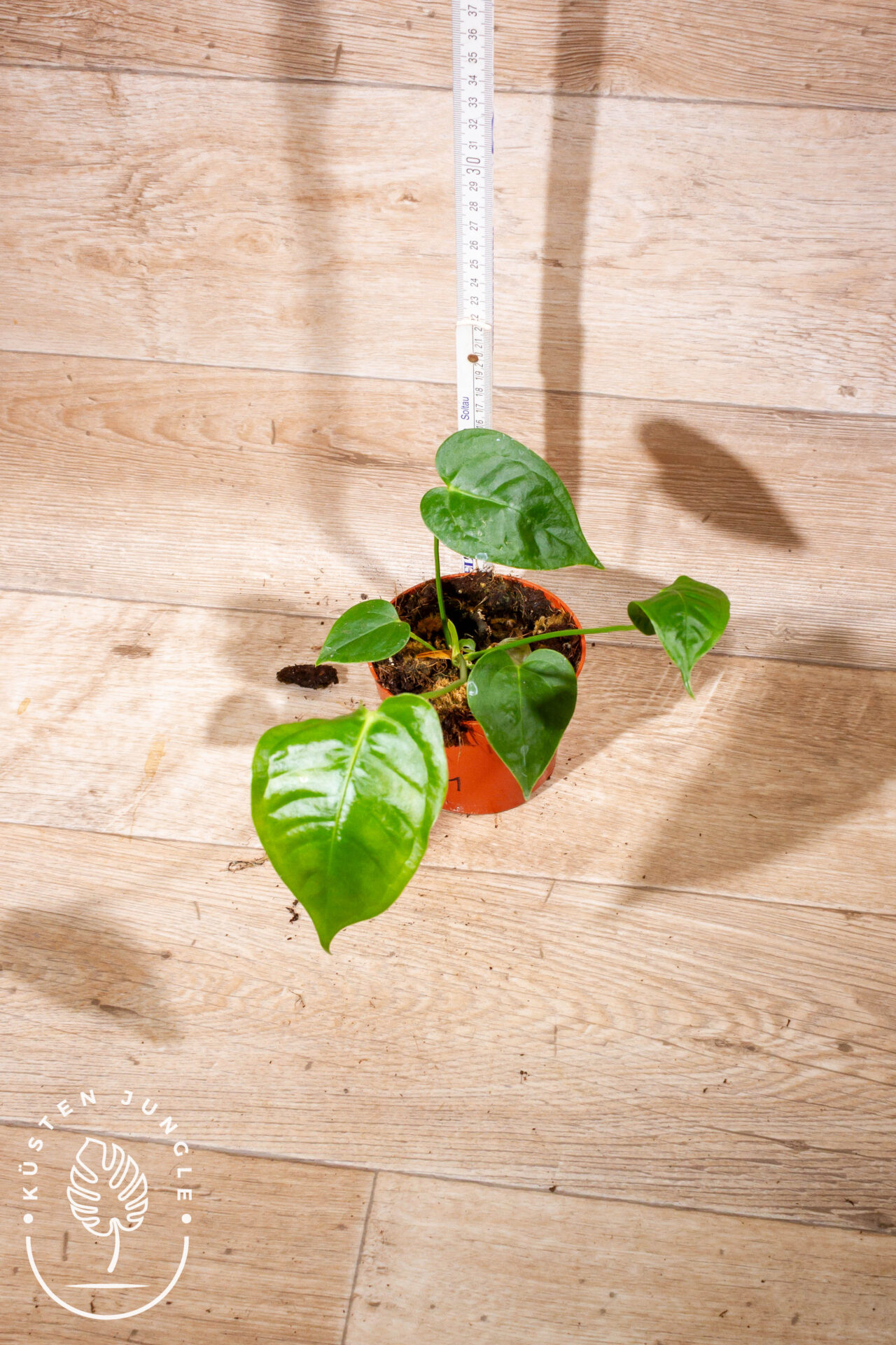 Anthurium veitchii 001 WYSIWYG