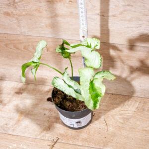 Syngonium green beauty 001 WYSIWYG