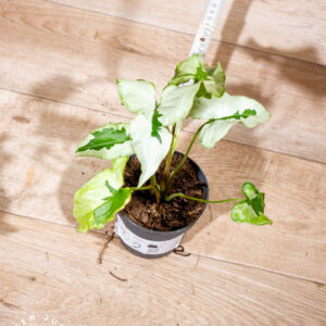 Syngonium green beauty 002 WYSIWYG