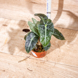 Alocasia polly variegata 003 WYSIWYG