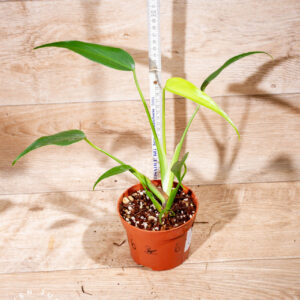 Monstera burle marx flame WYSIWYG