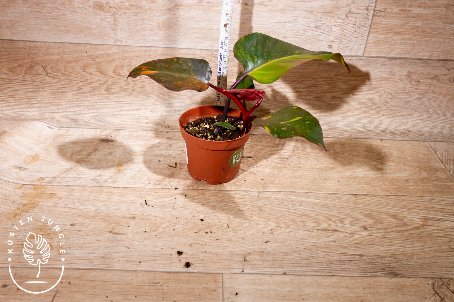 Philodendron orange princess 003 WYSIWYG – Bild 2