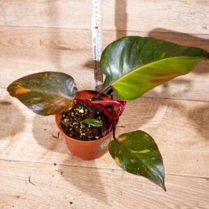 Philodendron orange princess 003 WYSIWYG
