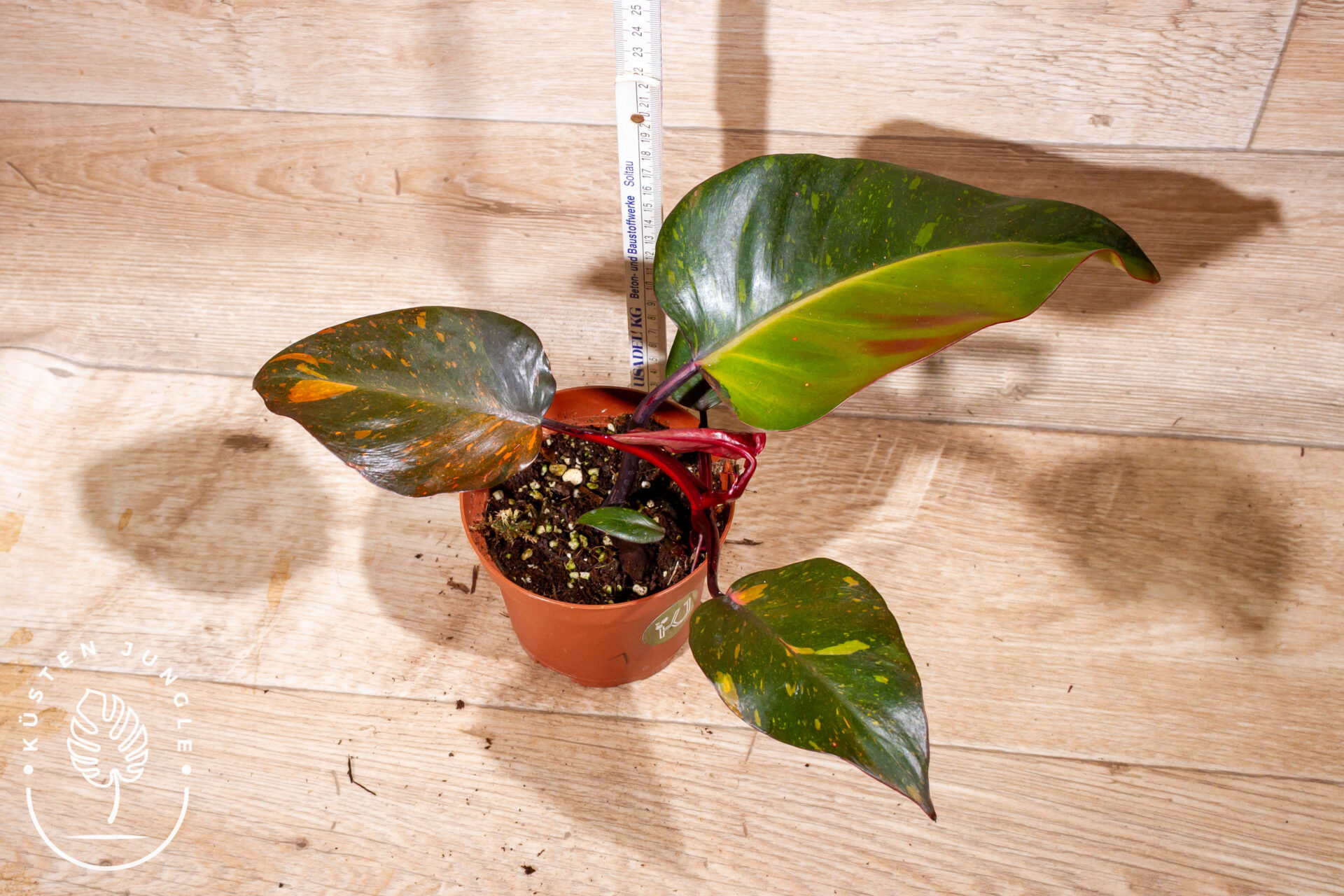 Philodendron orange princess 003 WYSIWYG