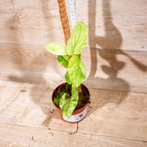 Rhaphidophora korthalsii marble aurea 001 WYSIWYG