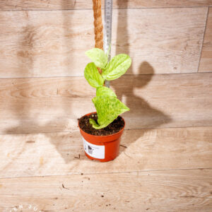 Rhaphidophora korthalsii marble aurea 002 WYSIWYG