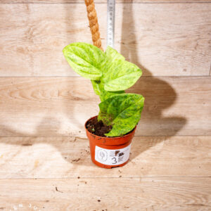 Rhaphidophora korthalsii marble aurea 003 WYSIWYG