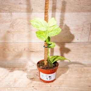 Rhaphidophora korthalsii marble aurea 004 WYSIWYG